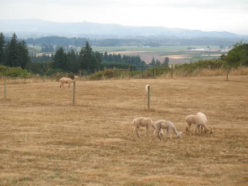 The view from Accoyo Norte at Pacific Crest Alpacas